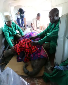 A Struggle for Existence: The Elephants of Tsavo in the Face of Flames and Despair