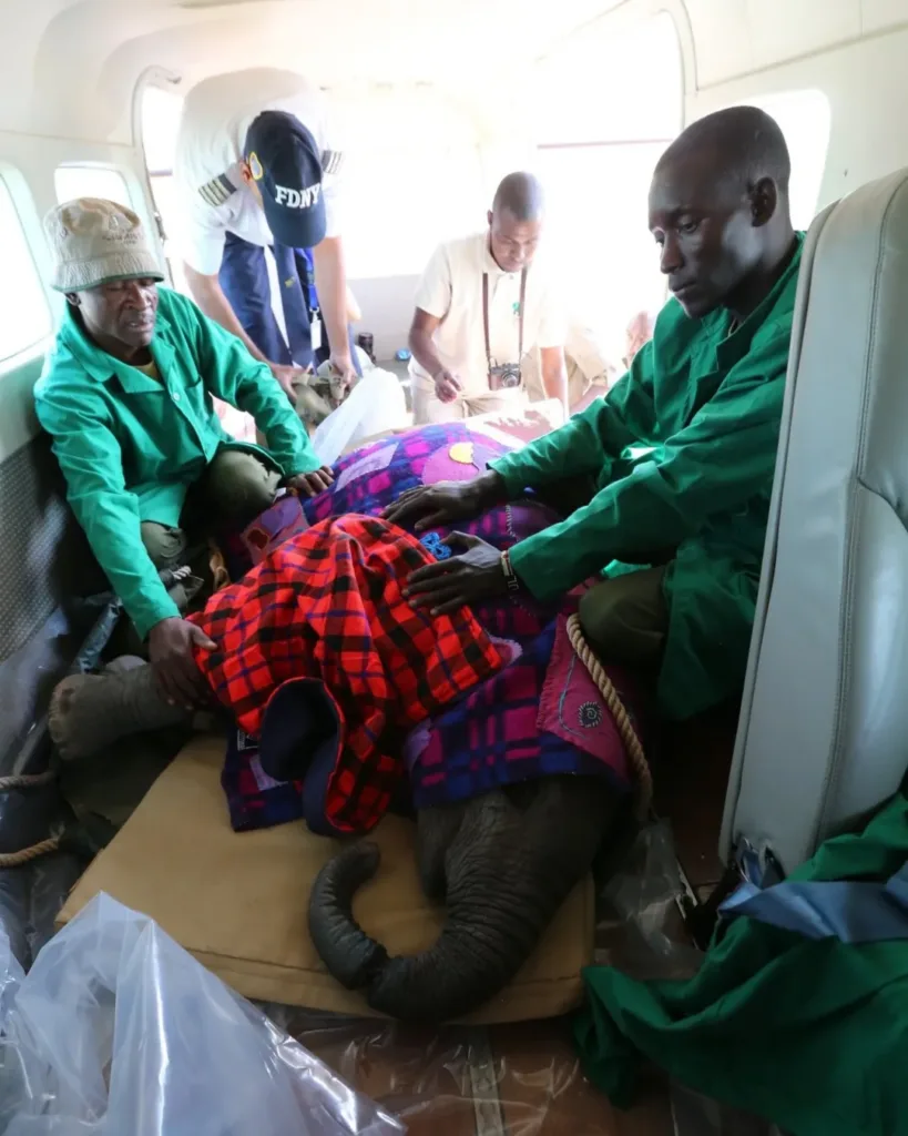 A Struggle for Existence: The Elephants of Tsavo in the Face of Flames and Despair
