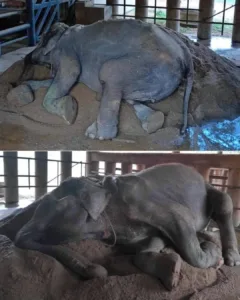 Grandma SomBoon: A Path to Liberation and Serenity