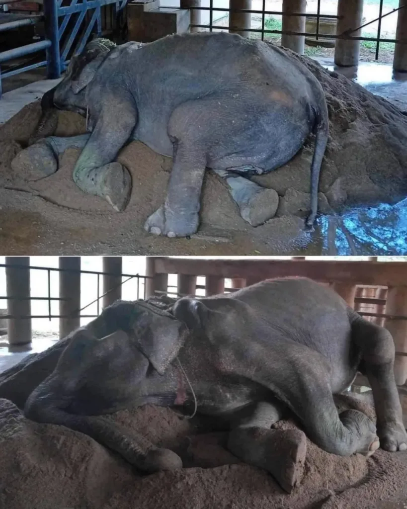 Grandma SomBoon: A Path to Liberation and Serenity