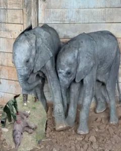 A Heartwarming Rescue: Three Baby Elephants Get a Second Chance at Life