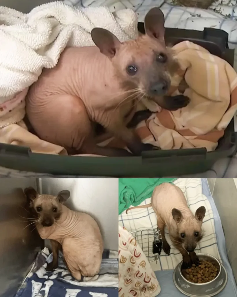 A Unique Rescue: The Tale of Rufus, the Hairless Raccoon