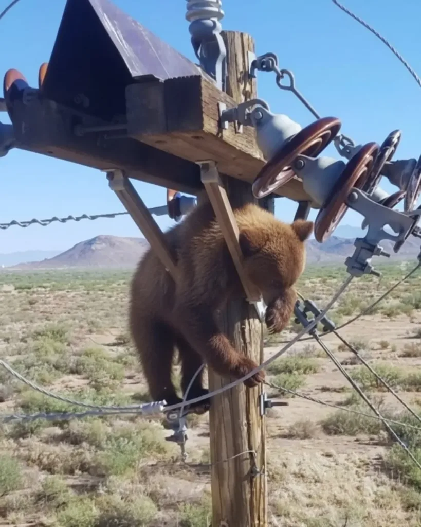 A Narrow Escape in Wilcox, Arizona: The Bear Rescue from a Utility Pole A Narrow Escape in Wilcox, Arizona: The Bear Rescue from a Utility Pole