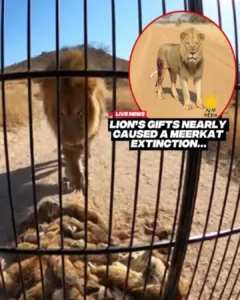 The Lion's Unexpected Gift: A Rescue Story