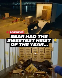 The Sweetest Heist: A Bear's Unlikely Sugar Coma