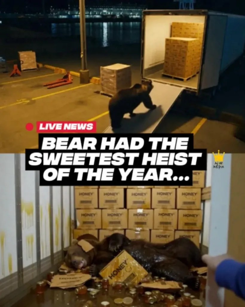 The Sweetest Heist: A Bear's Unlikely Sugar Coma The Sweetest Heist: A Bear's Unlikely Sugar Coma