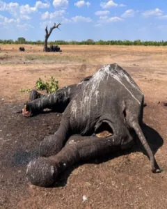 Blanquita's Transformation: From Abandonment to Renewed Hope