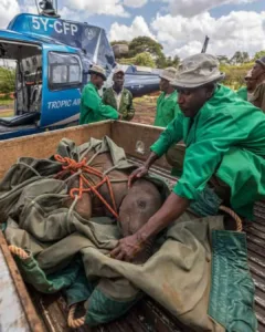 The Quiet Battle: A Dog's Fearful Path to Safety Through Compassionate Care
