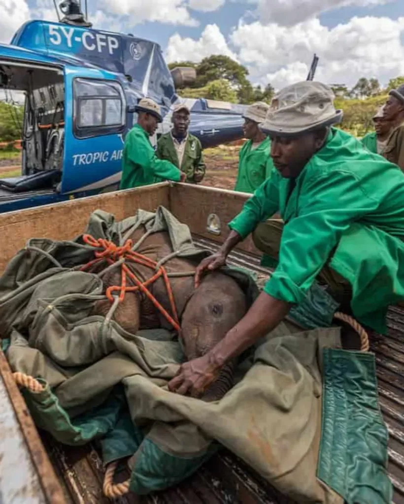 The Quiet Battle: A Dog's Fearful Path to Safety Through Compassionate Care The Quiet Battle: A Dog's Fearful Path to Safety Through Compassionate Care