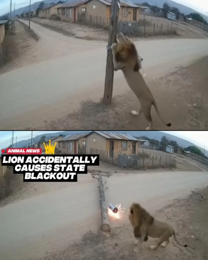 Lion's Surprising Impact on Statewide Blackout: A Scratching Post Incident in Kasama, Zambia