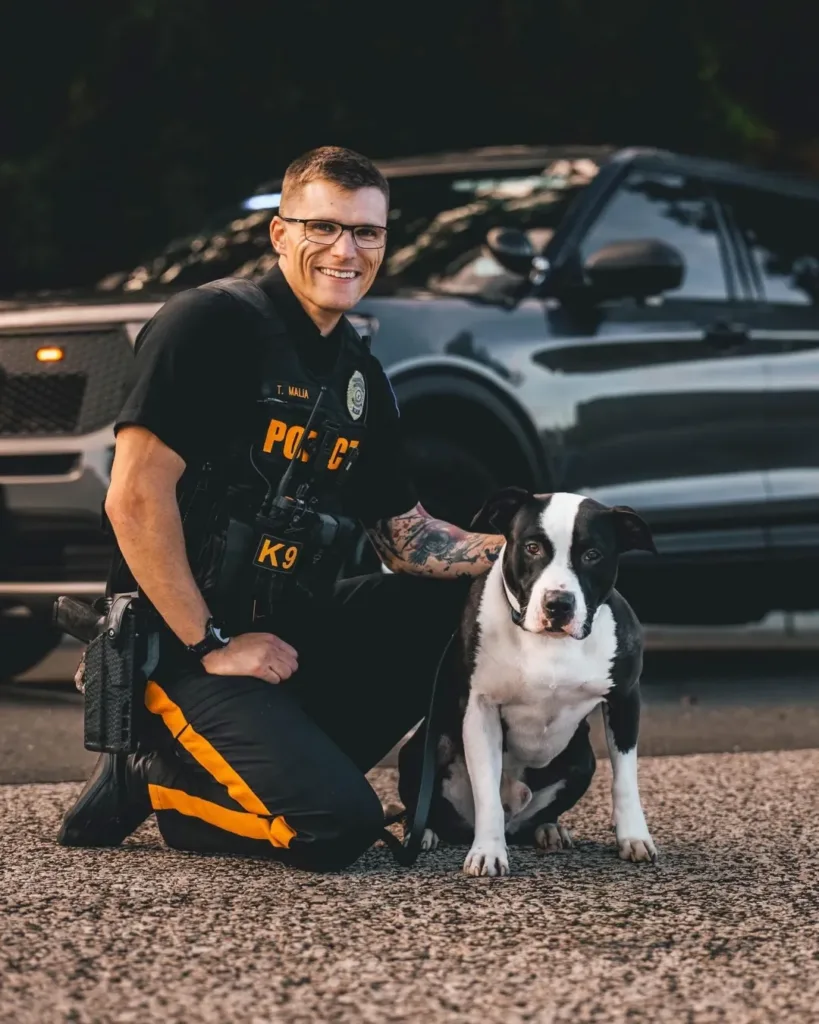 Introducing K9 Ron: The Pit Bull Police Dog Who Overcame the Odds