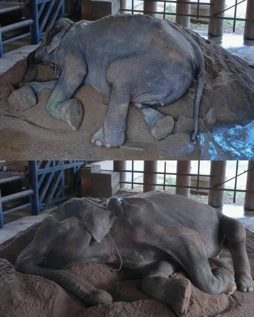 Grandma SomBoon: A Journey from Pain to Healing and Freedom Grandma SomBoon: A Journey from Pain to Healing and Freedom