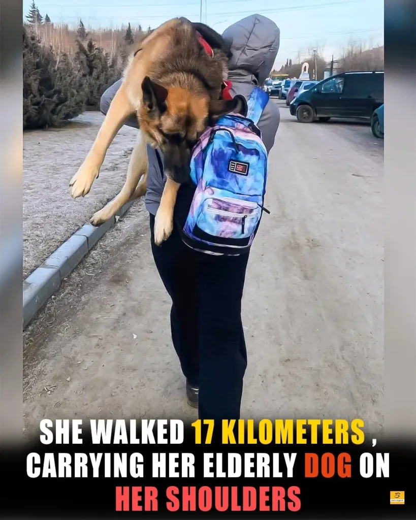 The Unbreakable Bond of Love: Alisa’s 17-Kilometer Journey with Her Elderly Dog The Unbreakable Bond of Love: Alisa’s 17-Kilometer Journey with Her Elderly Dog