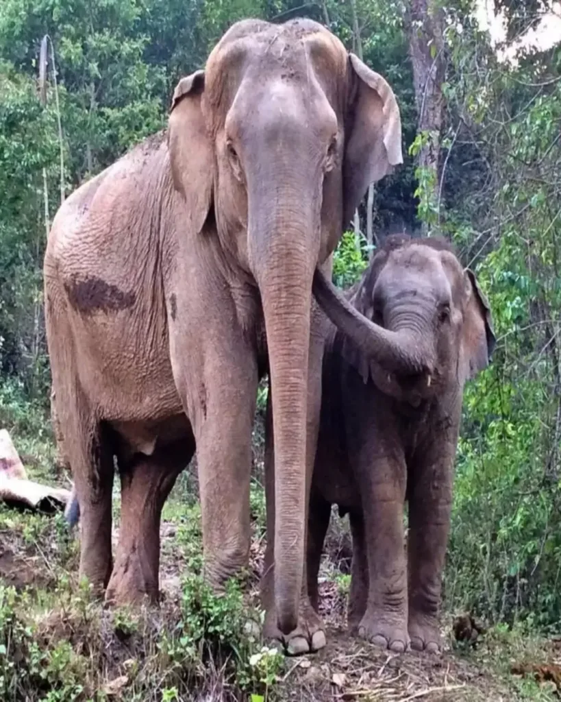 The Touching Reunion of Me-Bai and Mae Yui: A Tale of Love, Healing, and Strength