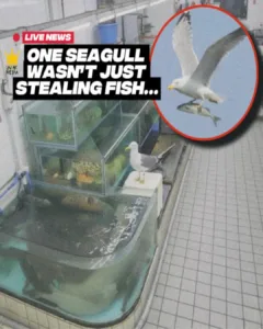 The Seagull’s Generosity: A Heartwarming Tale of Unexpected Kindness at the Fish Market