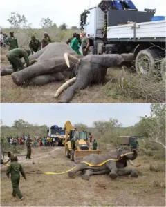 A Victory of Spirit: The Inspiring Journey of a Bull Elephant