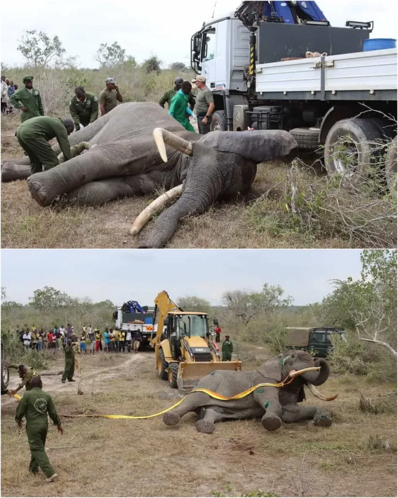 A Victory of Spirit: The Inspiring Journey of a Bull Elephant