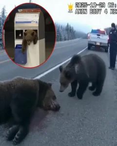 Viral Photos Hide a Dark Truth: The Heartbreaking Story Behind the Baby Bear's Struggle