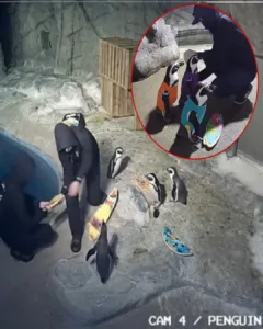 Penguins Dressed as Surfers in San Diego Zoo: A Hilarious Prank With Serious Consequences