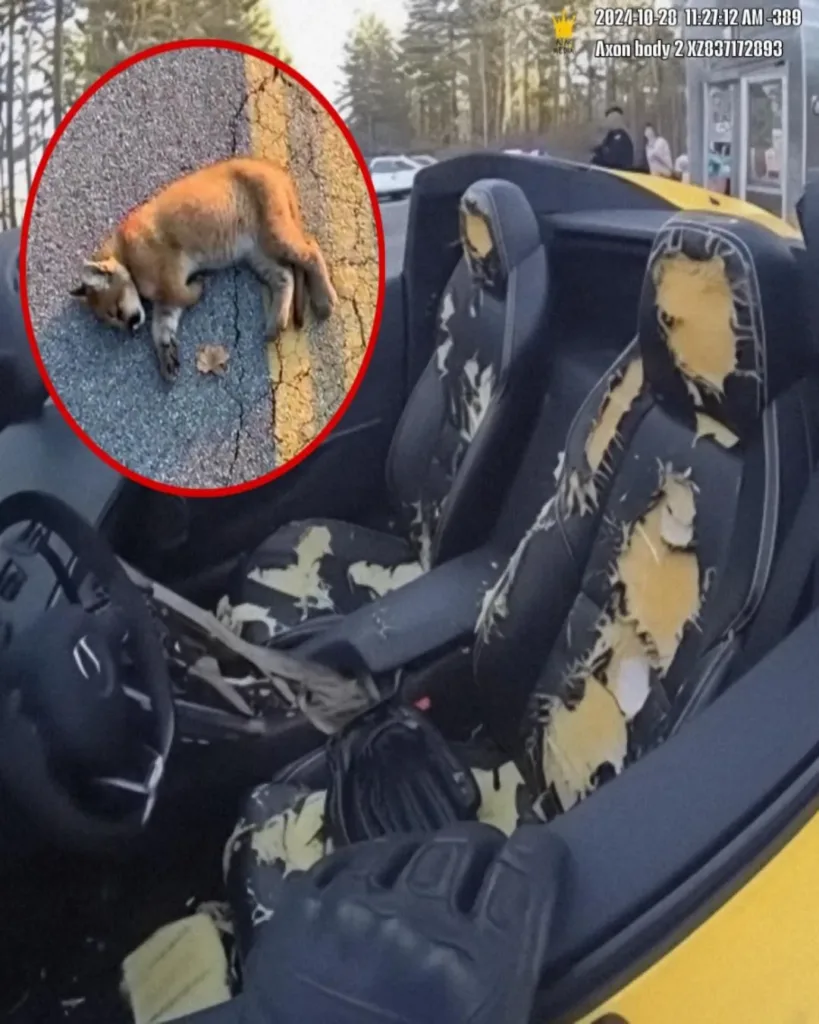 Mountain Lion Gets Revenge on Spoiled Teen Mountain Lion Gets Revenge on Spoiled Teen