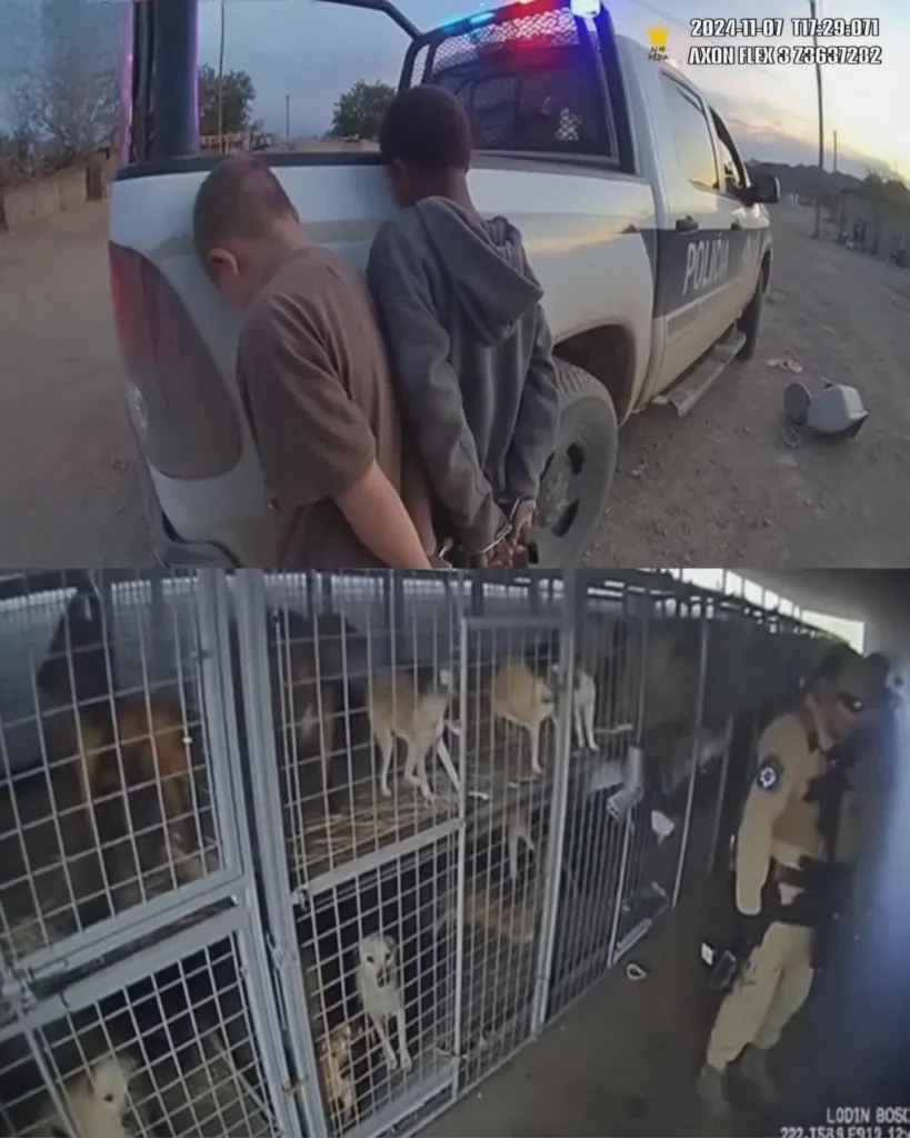 Children’s Actions Result in the Rescue of Hundreds of Dogs