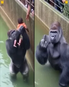 A Gorilla’s Silent Heroism and Defiant Gesture Speak Volumes