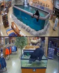 Bear Invades Bass Pro Shop for Late-Night Feast