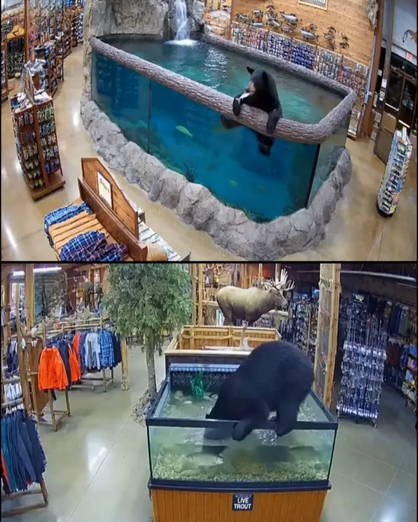Bear Invades Bass Pro Shop for Late-Night Feast Bear Invades Bass Pro Shop for Late-Night Feast