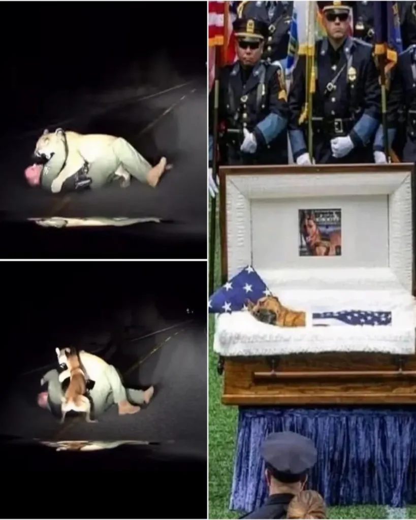 Rex: The Police Dog Who Sacrificed Himself for His Best Friend