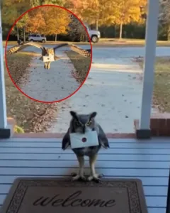 The Retired Movie Owl Who Became Ashford’s Beloved Mail Carrier