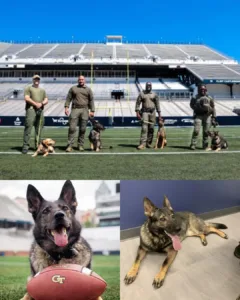 Georgia Tech Mourns the Loss of K-9 Pepper: A Loyal Protector and Friend