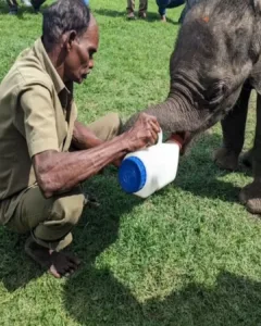 A New Beginning: The Heartwarming Rescue of an Orphaned Baby Elephant