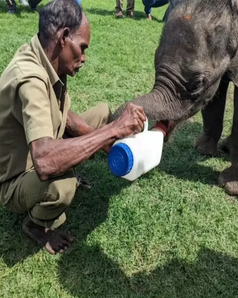 A New Beginning: The Heartwarming Rescue of an Orphaned Baby Elephant