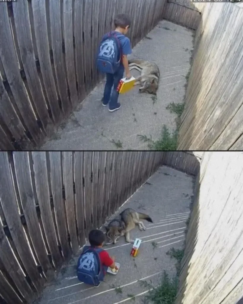 A Heartfelt Act of Compassion: The Boy Who Rescued a Wolf