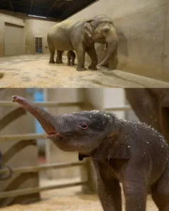 A Beacon of Hope: The Birth of Ivy and the Future of Elephant Conservation