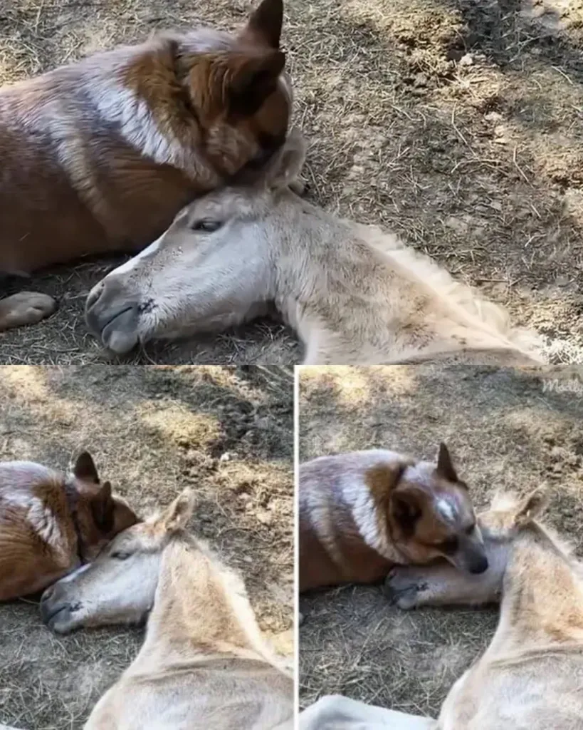 A Bond Beyond Words: The Unlikely Friendship Between Daisy and Charlie