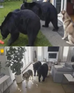 An Unexpected Encounter: The Husky and the Bears