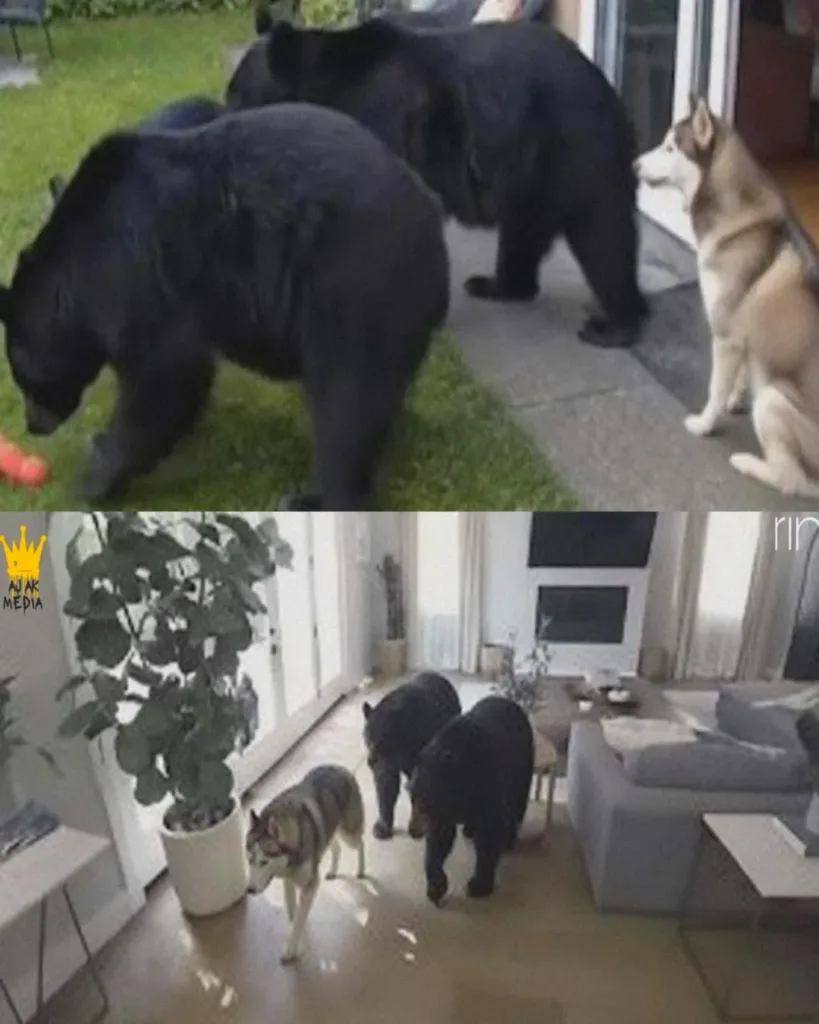 An Unexpected Encounter: The Husky and the Bears