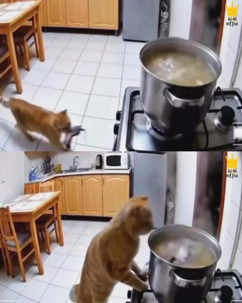 A Cat's Offering: The Unexpected Kitchen Assistant A Cat's Offering: The Unexpected Kitchen Assistant