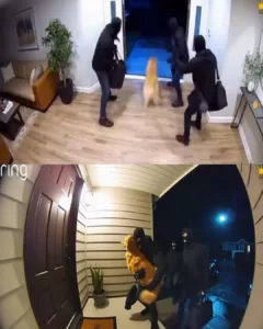 A Robbery Gone Awry: The Tale of a Golden Retriever, Burglars, and an Unexpected Potty Break