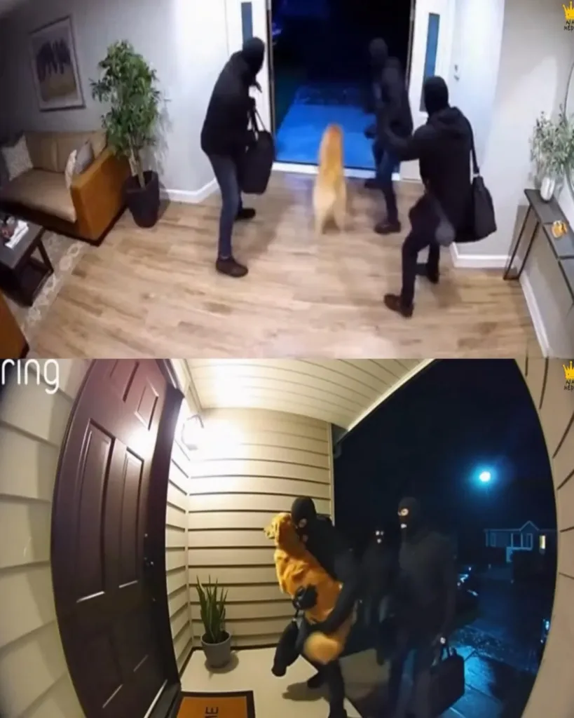 A Robbery Gone Awry: The Tale of a Golden Retriever, Burglars, and an Unexpected Potty Break A Robbery Gone Awry: The Tale of a Golden Retriever, Burglars, and an Unexpected Potty Break