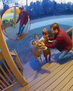 Deer Saves Boy’s Life in Virginia: A Miracle in the Woods