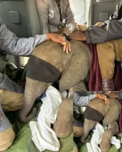 Kamala: A Story of Healing, Hope, and Compassion