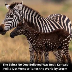 The Zebra No One Believed Was Real: Kenya’s Polka-Dot Wonder Takes the World by Storm beautyplus image enhancer 1763384739364