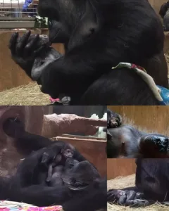 A Rare Scene of Pure Devotion: Calaya and Baby Moke Melt Hearts Worldwide beautyplus image enhancer 1763986246433