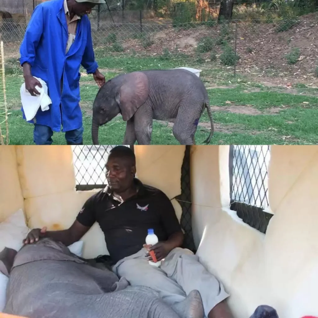 Barely 3 Days Old and Near Collapse — Orphaned Elephant Miraculously Rescued in Zimbabwe! welcome to derry reveals a version of pennywise the it films could never pull off (6)