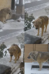 Out of the Snow, Into Hope: The Dog Who Melted a Million Hearts c0f915ea 9266 4fab 8052 192a7c2a0866