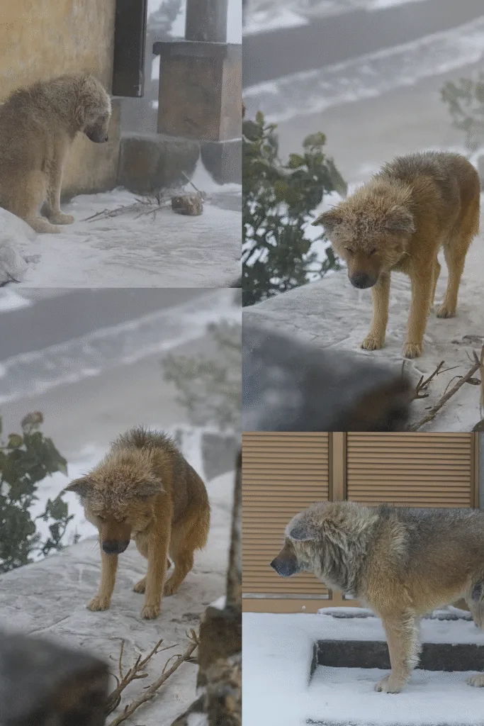 Out of the Snow, Into Hope: The Dog Who Melted a Million Hearts c0f915ea 9266 4fab 8052 192a7c2a0866