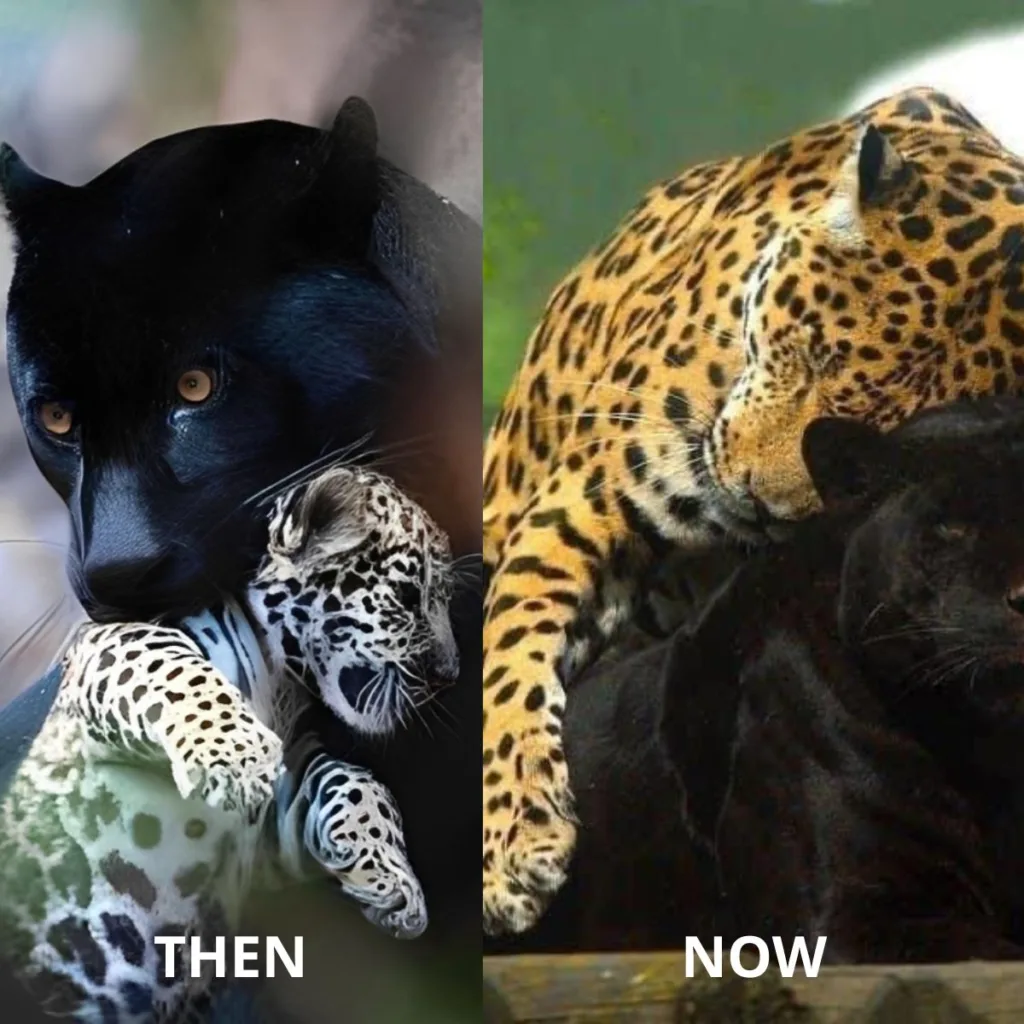 The Black Panther Who Adopted a Spotted Cub — and Got a Clingy Surprise f (9)