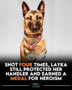 Layka: The Military Dog Who Took Four Bullets to Save Her Handler Featured image